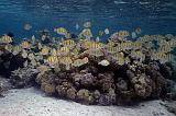 PF Moorea lagon taemae janv 2012_08